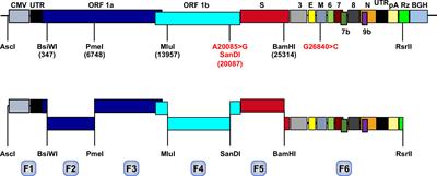 Cell type dependent stability and virulence of a recombinant SARS-CoV-2, and engineering of a propagation deficient RNA replicon to analyze virus RNA synthesis